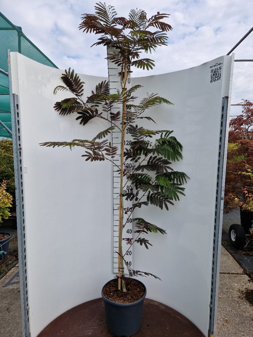 Albizia julibr. 'Evey's Pride' - C20 150-175 CM